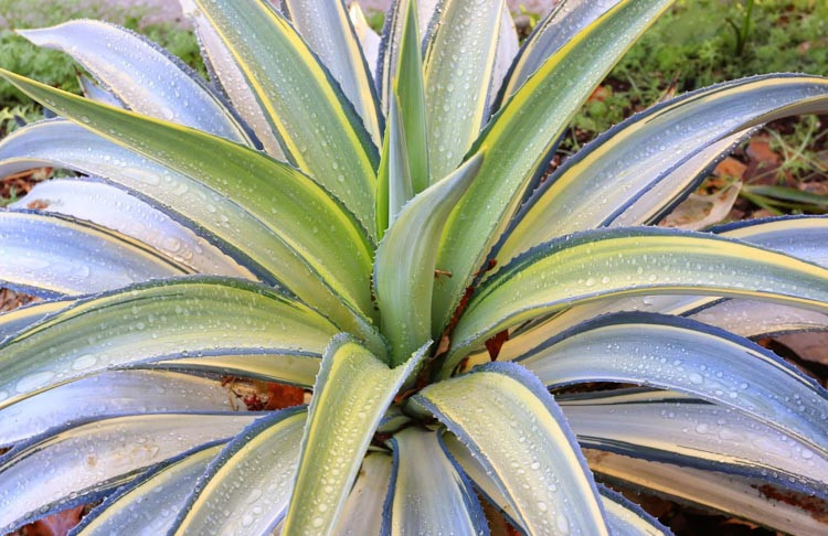 Agave Desmettiana 'Joe Hoak'