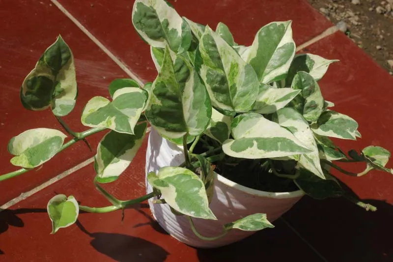N'Joy Pothos