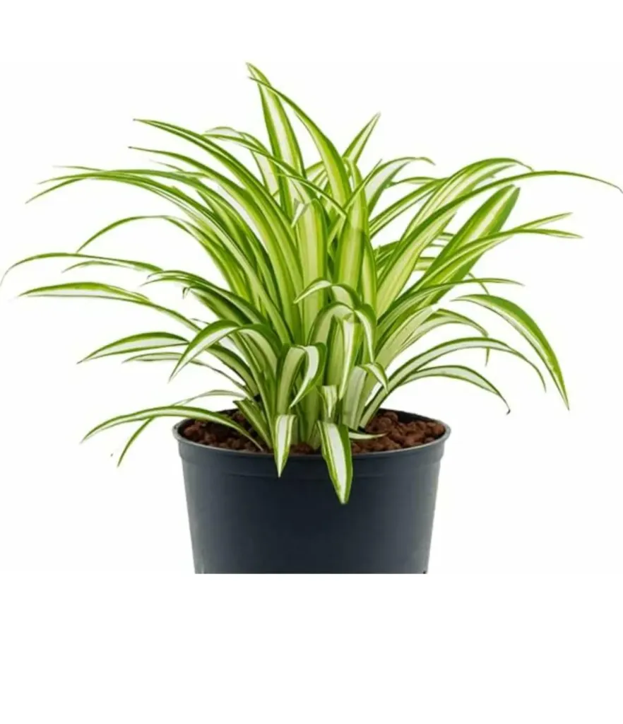 Golden Pandanus