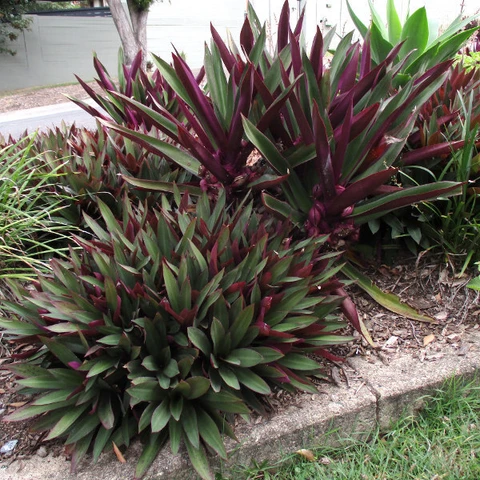 Rhoeo - Tradescantia Spathacea