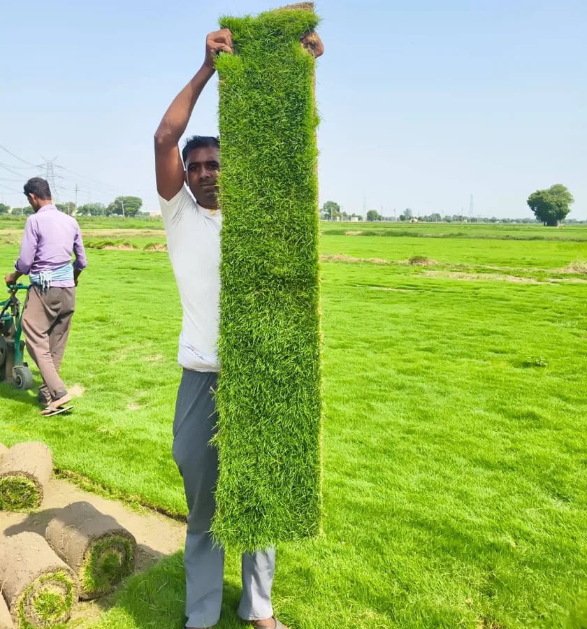 Lawn Grass