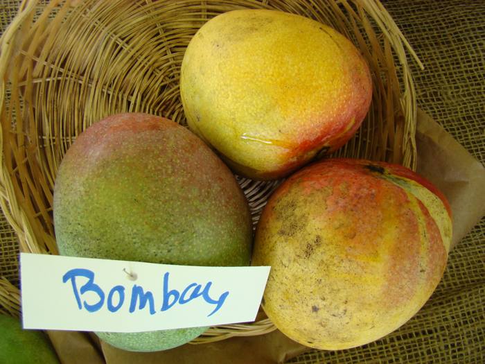 Bombay Mango