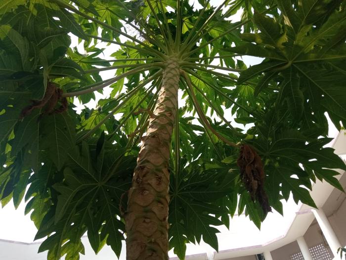 Indian Papaya
