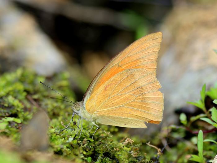Indian Orange