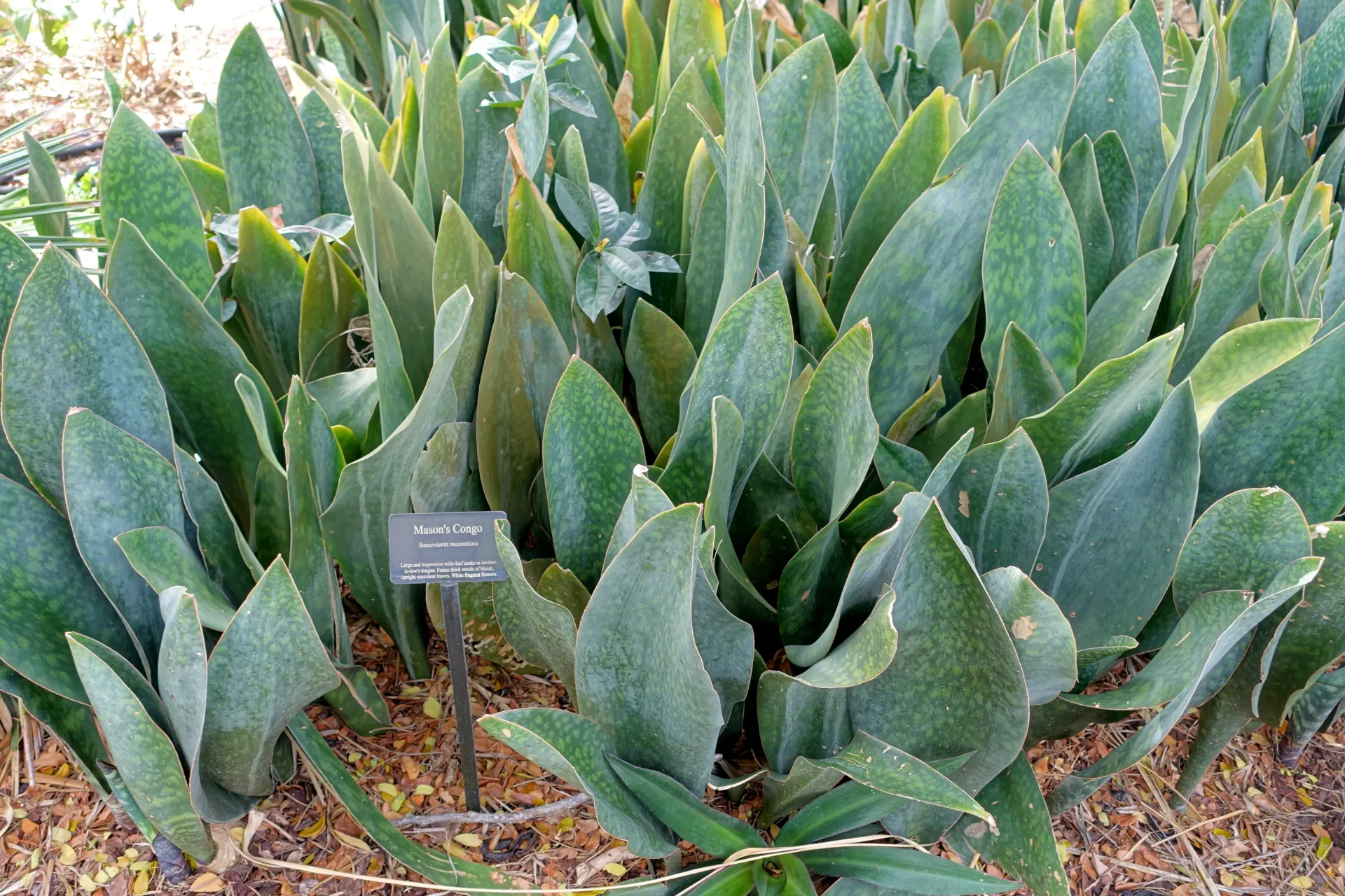 Sansevieria Masoniana L