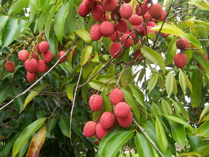 Shahi Litchi