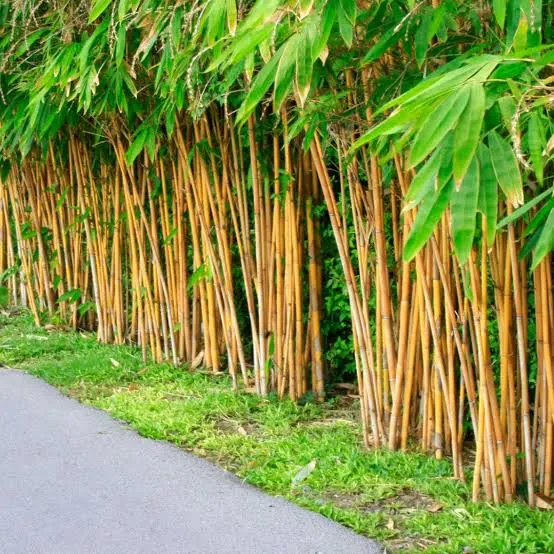 Phyllostachys Aurea - Golden Bamboo