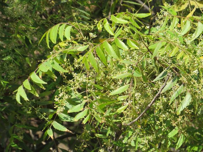 Neem - Azadirachta Indica