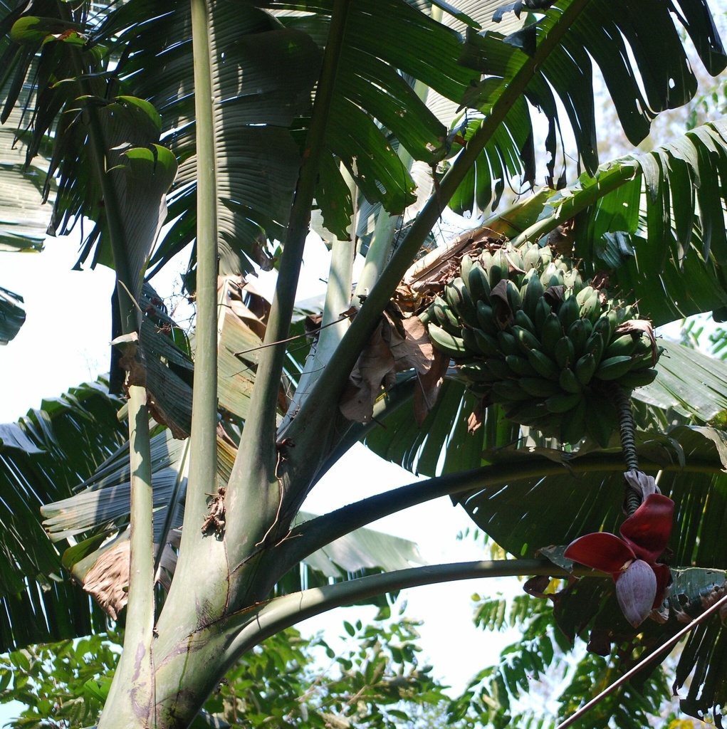 Chiniya Banana - Musa Balbisiana
