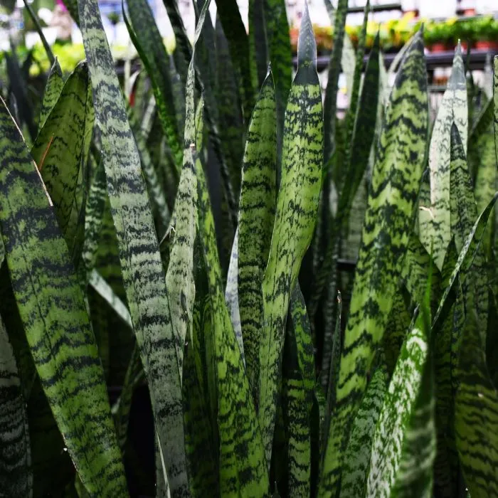 Sansevieria Zeylanica L