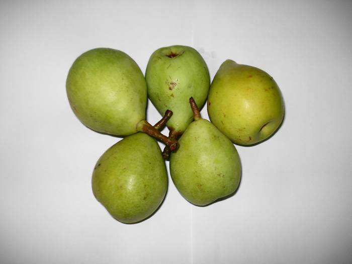 Nashpati - Pear