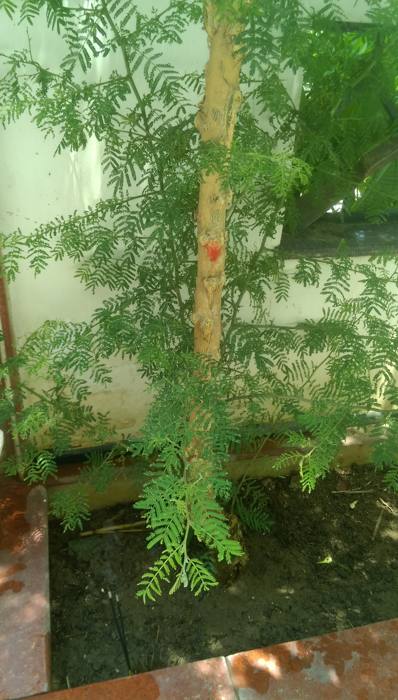 Shami - Prosopis Cineraria