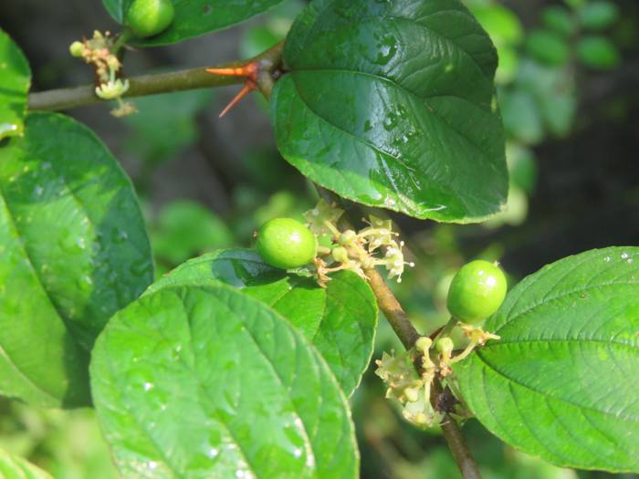 Ber - Ziziphus Mauritiana