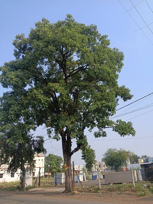 Baheda - Terminalia Bellirica