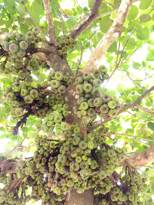 Gular - Ficus Racemosa