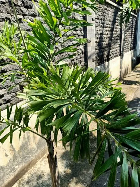 Foxtail Palm