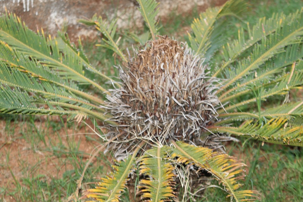 Cycas Circiranalis