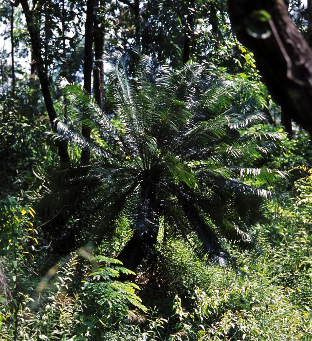 Cycas Pectinata