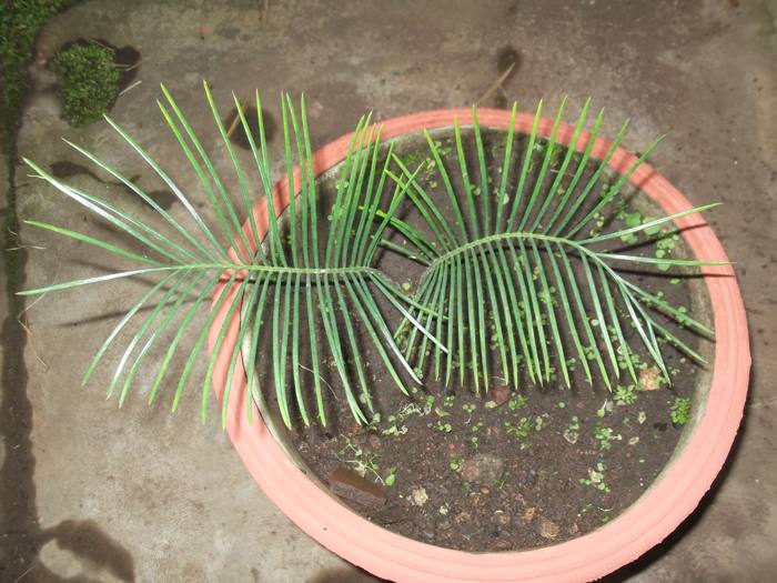 Cycas Beddomeii
