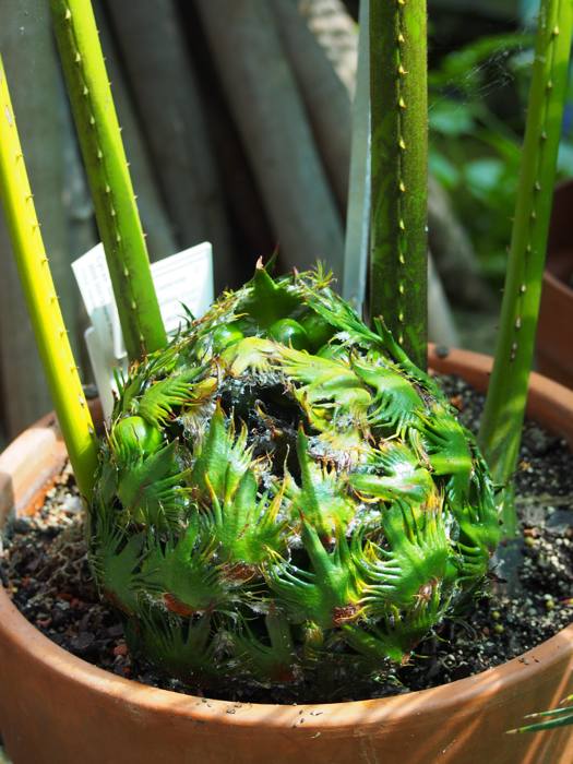 Cycas Bifida