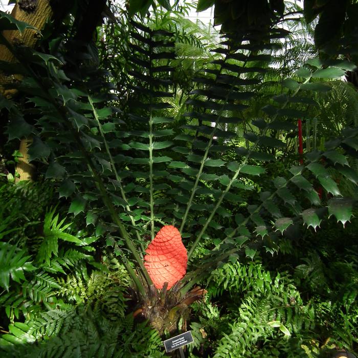 Encephalartos Ferox