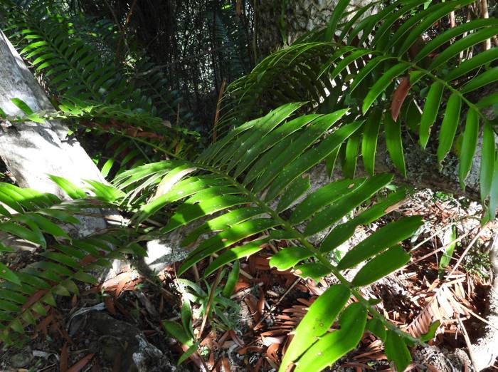 Encephalartos Altensteinii