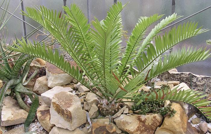 Encephalartos Lehmanii