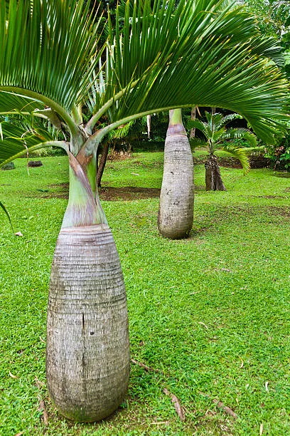 Bottle Palm