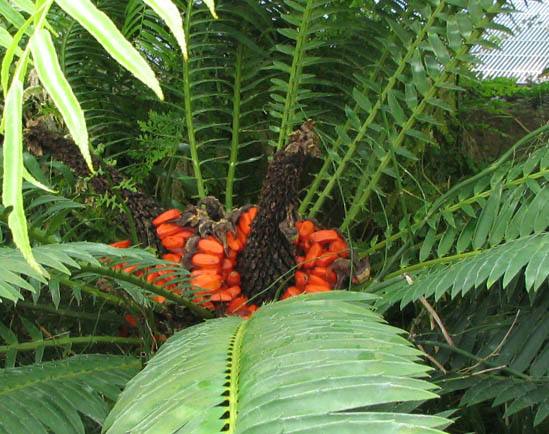 Encephalartos Lebomboensis