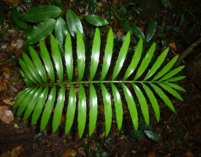 Encephalartos Villosus