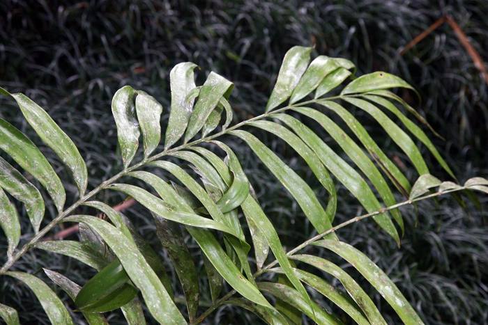 Zamia Acuminata