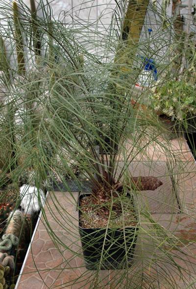 Zamia Angustifolia