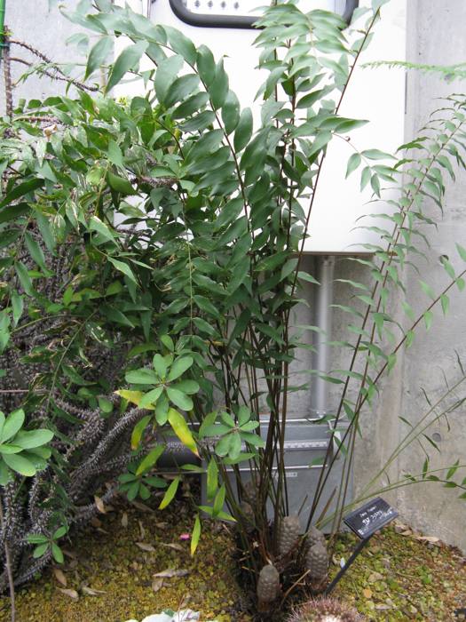 Zamia Fischeri