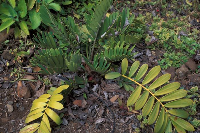 Zamia Integrifolia