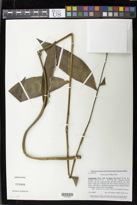 Zamia Picta