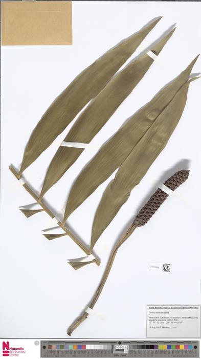 Zamia Muricata
