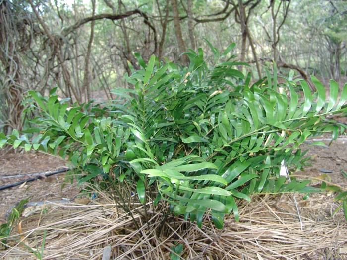 Zamia Portoricensis