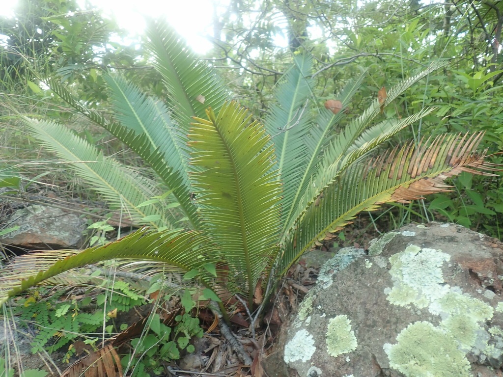 Dioon Edulei