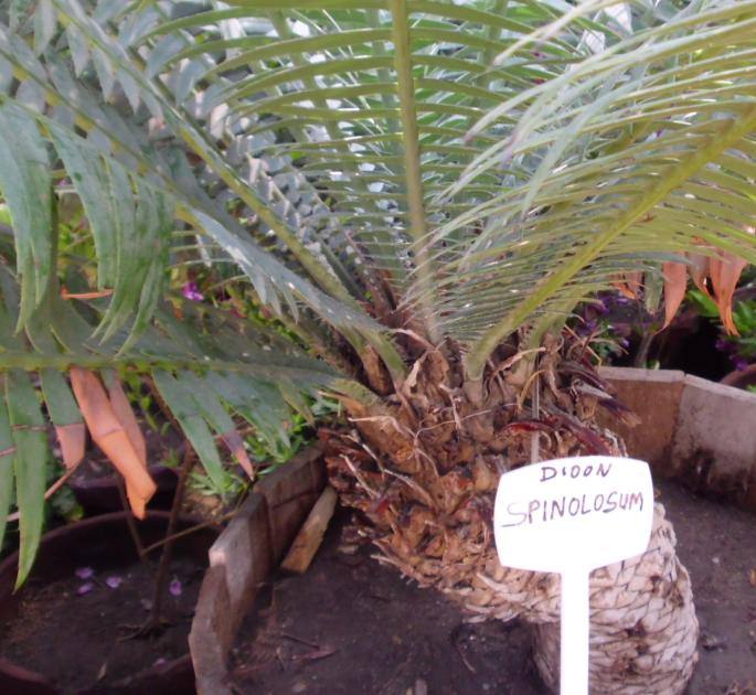 Dioon Spinolosum