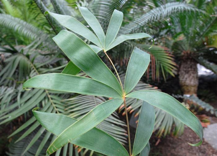 Ceratozamia Hildae
