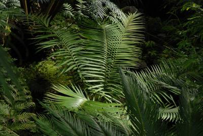 Ceratozamia Mexicana