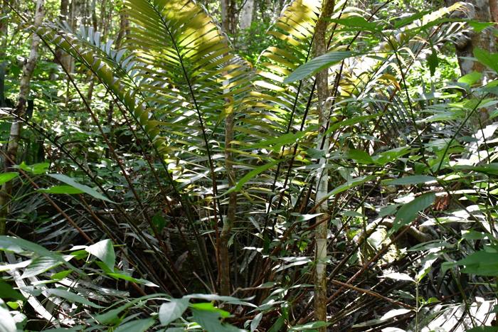 Ceratozamia Robusta