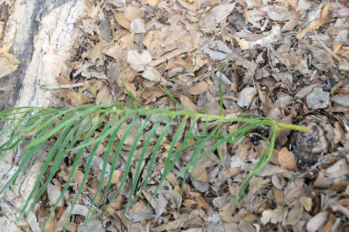 Macrozamia Riedlei
