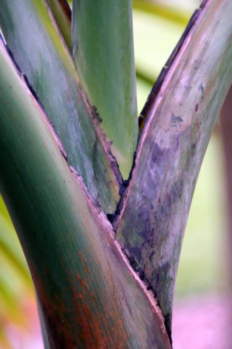 Hyophorbe Indica