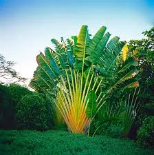 Travelers Palm