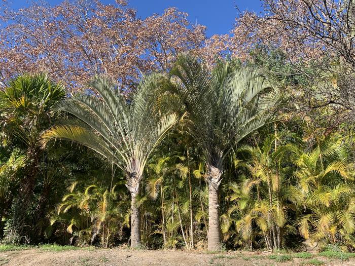 Dypsis Decaryi