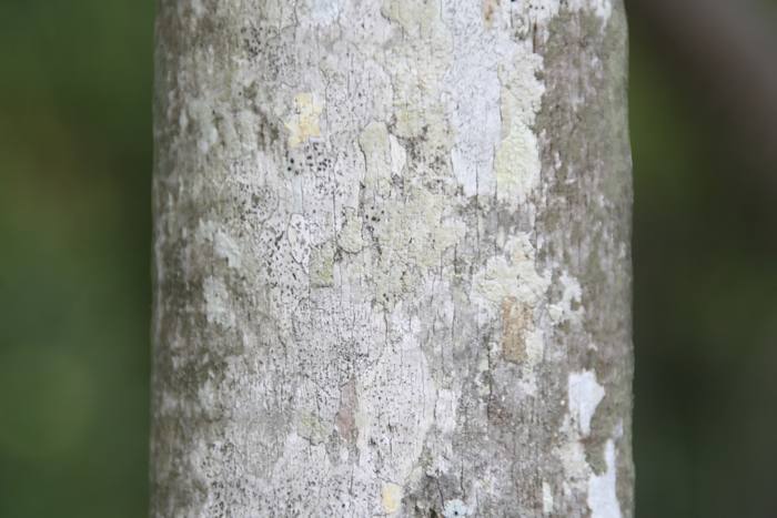 Coccothrinax Alta