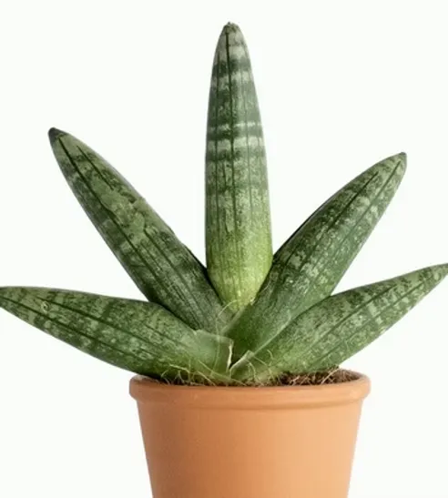 Sansevieria Cylindrica Boncel
