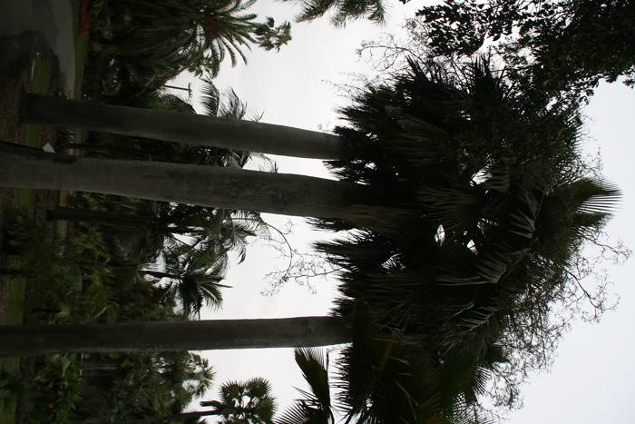 Copernicia Baileyana