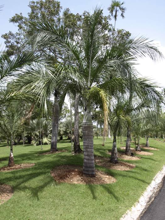 Pseudophoenix Vinifera